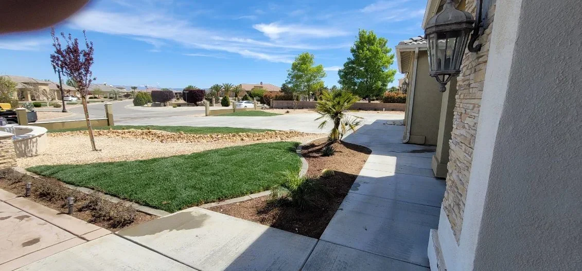 Newly installed sod lawn with mulch beds, ornamental trees, and concrete walkway