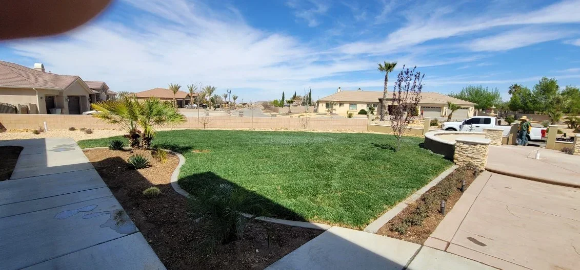 Newly installed sod lawn with mulched beds, desert plants, palms, and concrete patio in residential yard